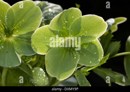 Helleborus argutifolius, verde fiore a forma di coppa, Novato, CALIFORNIA, STATI UNITI D'AMERICA Foto Stock