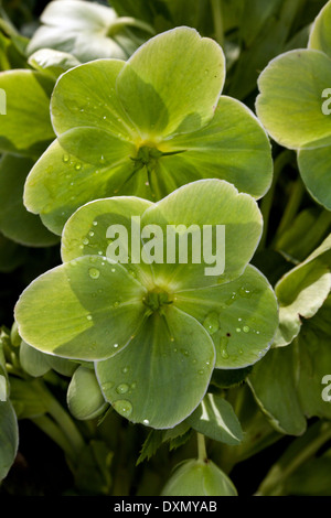 Helleborus argutifolius, verde fiore a forma di coppa, Novato, CALIFORNIA, STATI UNITI D'AMERICA Foto Stock