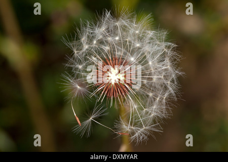 Ripresa macro di un seme di tarassaco testa in un giardino privato, Marin County, California, Stati Uniti d'America. Foto Stock