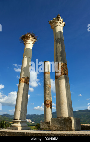 Le colonne corinzie del Tempio Capitolino, Volubilis Sito Archeologico, vicino a Meknes, Marocco Foto Stock