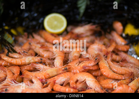 Crudo fresco pesce Shell su ghiaccio in un mercato di Parigi Foto Stock