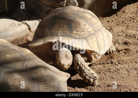 Spronato africana o tartaruga Sulcata tartaruga (Geochelone sulcata), la più grande tartaruga terrestre nel mondo. Foto Stock