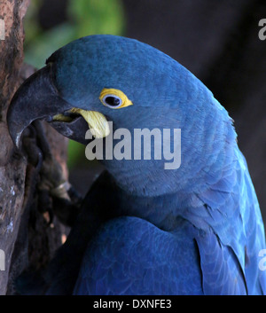 Sud Americana Ara Giacinto (Anodorhynchus hyacinthinus). Principali specie di pappagallo nel mondo, si trovano in Brasile, la Bolivia e il Paraguay. Foto Stock