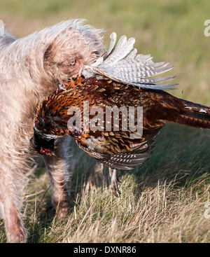 Un Wirehaired slovacca puntatore, o ruvida slovacco a pelo cane puntatore con un fagiano Foto Stock