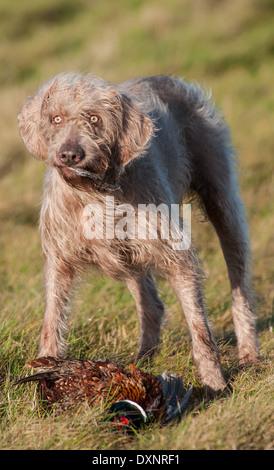 Un Wirehaired slovacca puntatore, o ruvida slovacco a pelo cane puntatore con un fagiano Foto Stock