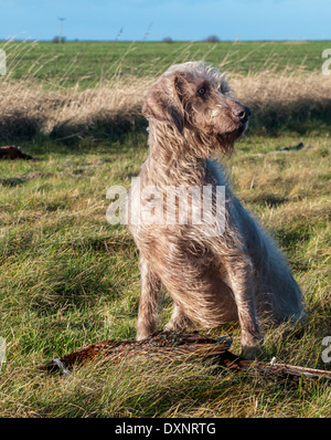 Un Wirehaired slovacca puntatore, o ruvida slovacco a pelo cane puntatore con un fagiano Foto Stock