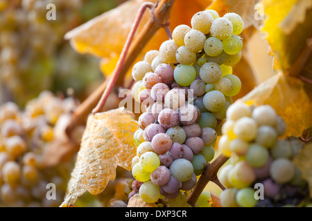 Close-up di uve in un vigneto in autunno, Mosel River Valley, Moseltal, Germania Foto Stock