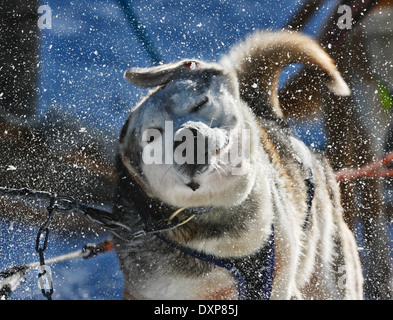 Cani Husky, scuotimento della Lapponia Finlandia Foto Stock