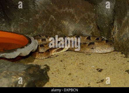 Bella: la malese Pit-viper (Calloselasma rhodostoma) nel terrarium Foto Stock