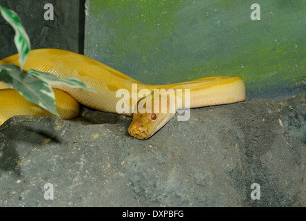 Bella verde albino birmano (Python Python bivittatus) dormire nel terrarium Foto Stock