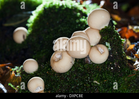 A forma di pera puffball, il moncone puffball, Birnen-Stäubling, Birnenstäubling, Lycoperdon pyriforme, Morganella pyriformis Foto Stock