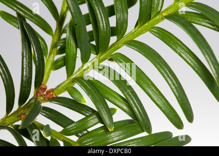 Common Yew, inglese Yew, Europäische Eibe, Gewöhnliche Eibe, Beeren-Eibe, Beereneibe, Taxus baccata, se commun Foto Stock