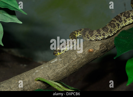 Bella Mangrove Pit-viper (Trimeresurus purpureomaculatus) nel terrarium Foto Stock