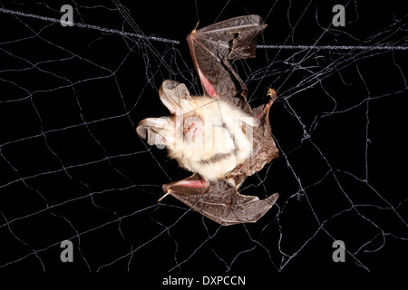 Brown long-eared bat, comune di lungo-eared bat, Braunes Langohr in Fledermausnetz, Japannetz, Netz, Forschung, Plecotus auritus Foto Stock