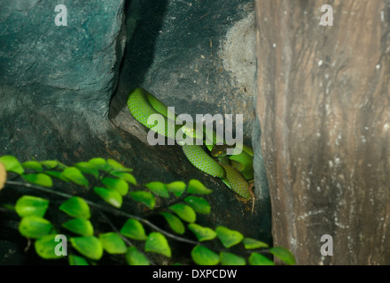 Bella bianca a labbro Pit-viper (Trimeresurus albolabris) nel terrarium Foto Stock