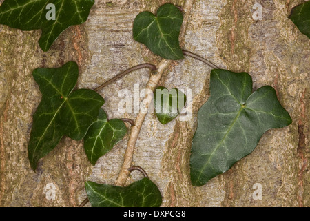 Edera comune, inglese Evy, leaf, foglie Blatt, Blätter, Hedera helix, Lierre grimpant Foto Stock