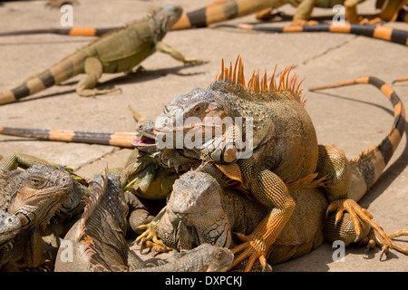 Honduras, dell Honduras Isole della baia, Roatan, Iguana Farm. Wild iguane verdi (Iguana iguana) Foto Stock