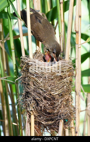 Grande Reed trillo, pulcino, uccellino, Drosselrohrsänger, nido im Schilf mit Küken, Drossel-Rohrsänger, Acrocephalus arundinaceus Foto Stock