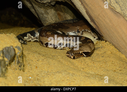 Bellissimo il sangue (Python Python curtus) dormire nel terrarium Foto Stock