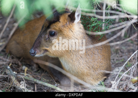 Reeves Muntjac deer (Muntiacus reevesi) Foto Stock