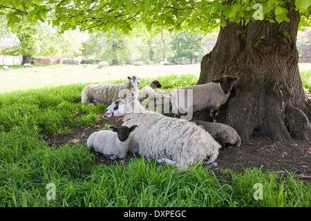 Le pecore e gli agnelli di ripararsi dal sole sotto un albero in Inghilterra. Foto Stock