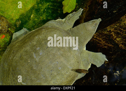 Bella Softshelled cinese tartaruga (Pelodiscus sinensis) nel terrarium Foto Stock