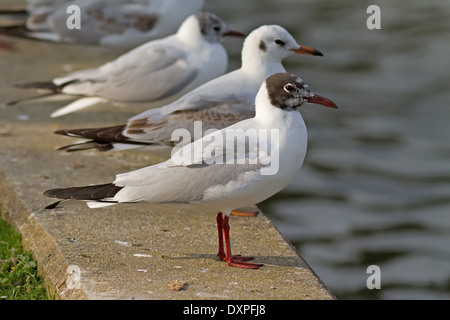 A testa nera gabbiani (Larus ridibundus) in piedi dall'acqua in un parco (focus è il gabbiano anteriore) Foto Stock