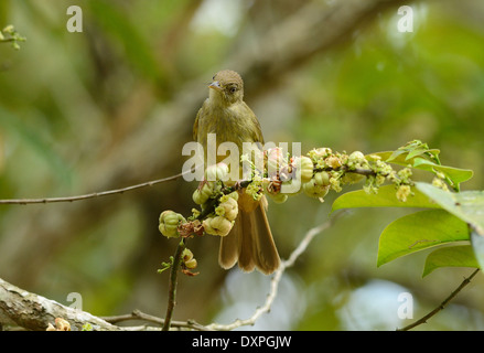 Bella grigio-eyed Bulbul (Hypsipetes propinquus) nell'albero da frutto Foto Stock