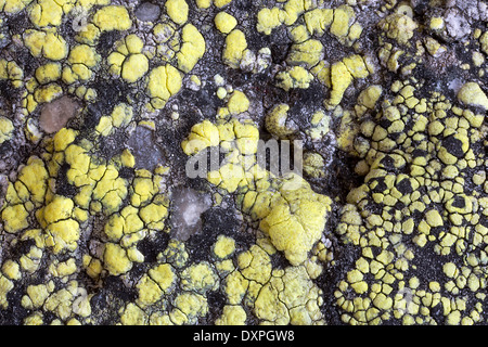 Dettaglio x4 di close-up di mappa lichen Rhizocarpon geographicum crescere su un substrato di granito in Norvegia Foto Stock