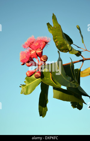 Corymbia ptychocarpa. Nome comune. Swamp Bloodwood Foto Stock