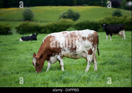 Dairy shorthorn bestiame in pascolo. Cumbria, Regno Unito. Foto Stock