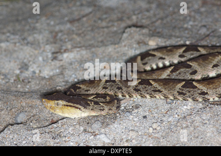 Un infame fer-de-lancia o America Centrale (Lancehead Bothrops asper), sulla sabbia a fianco di un torrente in El Valle de Antón, Panama. Foto Stock