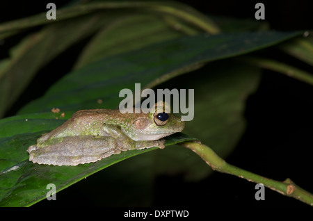 Un Buckley di esili zampe (Treefrog Osteocephalus buckleyi) appoggiata su una foglia verde di notte nel bacino amazzonico del Perù. Foto Stock