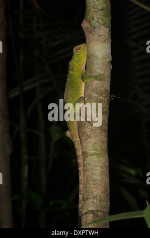 Un adulto foresta amazzonica Dragon (Enyalioides laticeps) dormire su un sottile tronco di albero di notte nel bacino amazzonico del Perù. Foto Stock