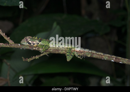 Un albero di olivo Runner lizard (Plica umbra ochrocollaris) a dormire la notte su un ramoscello nel bacino amazzonico del Perù. Foto Stock
