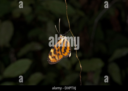 Un arancione e nero Clearwing Butterfly (Mechanitis sp.) riposo durante la notte su una piccola vite nel bacino amazzonico del Perù. Foto Stock