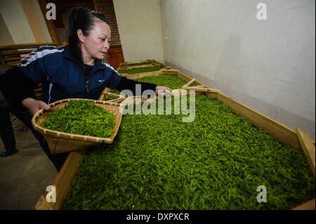 Huzhou, cinese della Provincia di Zhejiang. 29 Mar, 2014. Un agricoltore si assesta appena raccolte le foglie di tè in una piantagione di tè in Miaoxi città di Huzhou City, est della Cina di Provincia dello Zhejiang, Marzo 29, 2014. © Xu Yu/Xinhua/Alamy Live News Foto Stock