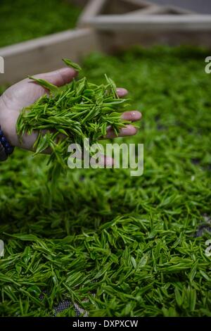 Huzhou, cinese della Provincia di Zhejiang. 29 Mar, 2014. Un agricoltore si assesta appena raccolte le foglie di tè in una piantagione di tè in Miaoxi città di Huzhou City, est della Cina di Provincia dello Zhejiang, Marzo 29, 2014. © Xu Yu/Xinhua/Alamy Live News Foto Stock