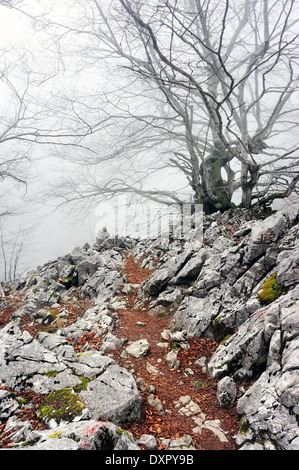 Sentiero nella foresta di nebbia Foto Stock