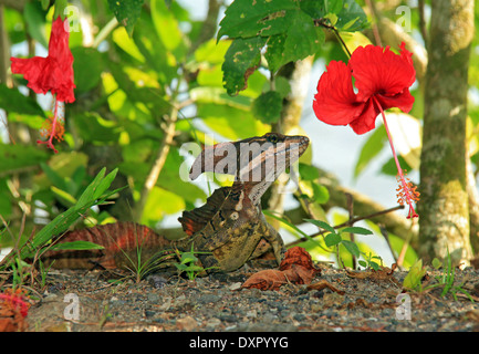 Striped basilisco (aka Brown Basilisco, comune Basilisco - Basiliscus Vittatus), Drake Bay, Costa Rica Foto Stock