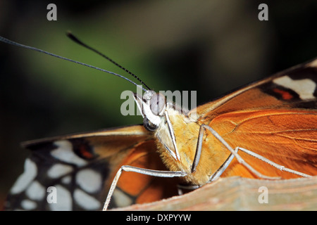 Close-up di una tigre Longwing Butterfly (aka Hecale Longwing, Golden Longwing, Golden Heliconian - Heliconius Hecale), Costa Rica Foto Stock