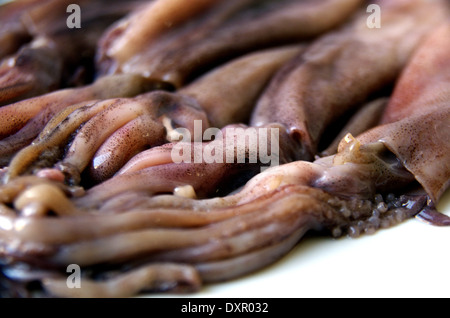 Crudo fresco calamari isolata sulla piastra bianca Foto Stock