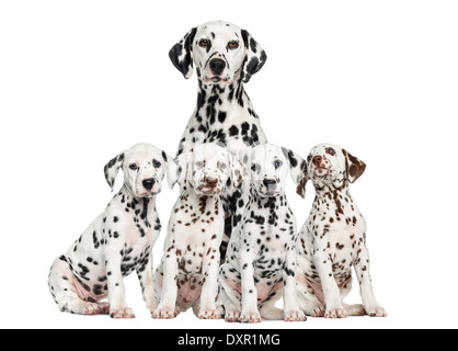 Mamma dalmata e cuccioli contro uno sfondo bianco Foto Stock