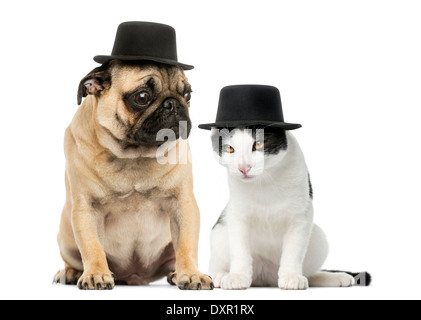 Pug cucciolo e cat indossando un cappello a cilindro contro uno sfondo bianco Foto Stock