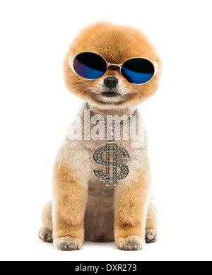 Battute di Pomerania dog sitter e indossa una collana dollaro e occhiali da sole blu contro uno sfondo bianco Foto Stock