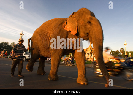 Elephant walkong in strada a Palazzo Reale al di fuori. Phnom Penh. Il palazzo reale di Cambogia è un complesso di edifici, anche Foto Stock
