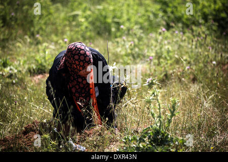 La striscia di Gaza, Territori palestinesi. 29 Mar, 2014. Un agricoltore palestinese partecipa in una coltivazione di olivi durante un rally Terra di marcatura giorno a Gaza il 29 marzo 2014. Le manifestazioni annuali di contrassegnare la morte di sei Israeliani arabi manifestanti per mano della polizia israeliana e truppe durante le proteste di massa nel 1976 contro i piani di confiscare terra araba nel nord della regione della Galilea. © Majdi Fathi/NurPhoto/ZUMAPRESS.com/Alamy Live News Foto Stock