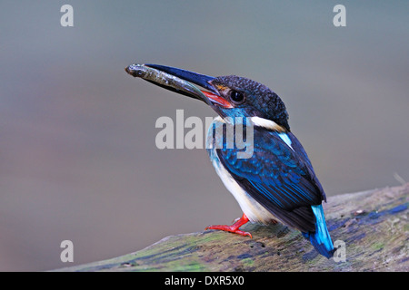 Un maschio blu-nastrare Kingfisher sta alimentando i suoi pulcini con il pesce in bocca Foto Stock