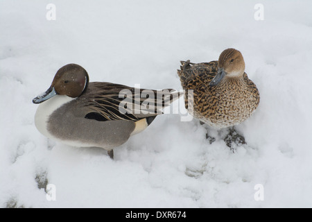 Una coppia di Northern Pintail Anatre in inverno. Foto Stock