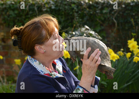 È l'inizio del periodo estivo britannico e 100 anno vecchio tortoise Freda ha svegliato appena in tempo insieme con il suo partner 30 Anno Vecchio Fred (sinistra). Il suo proprietario Judith Bagnall era a portata di mano per darle una molla pulire dopo aver trascorso un inverno umido sotterraneo in Shropshire. Foto Stock